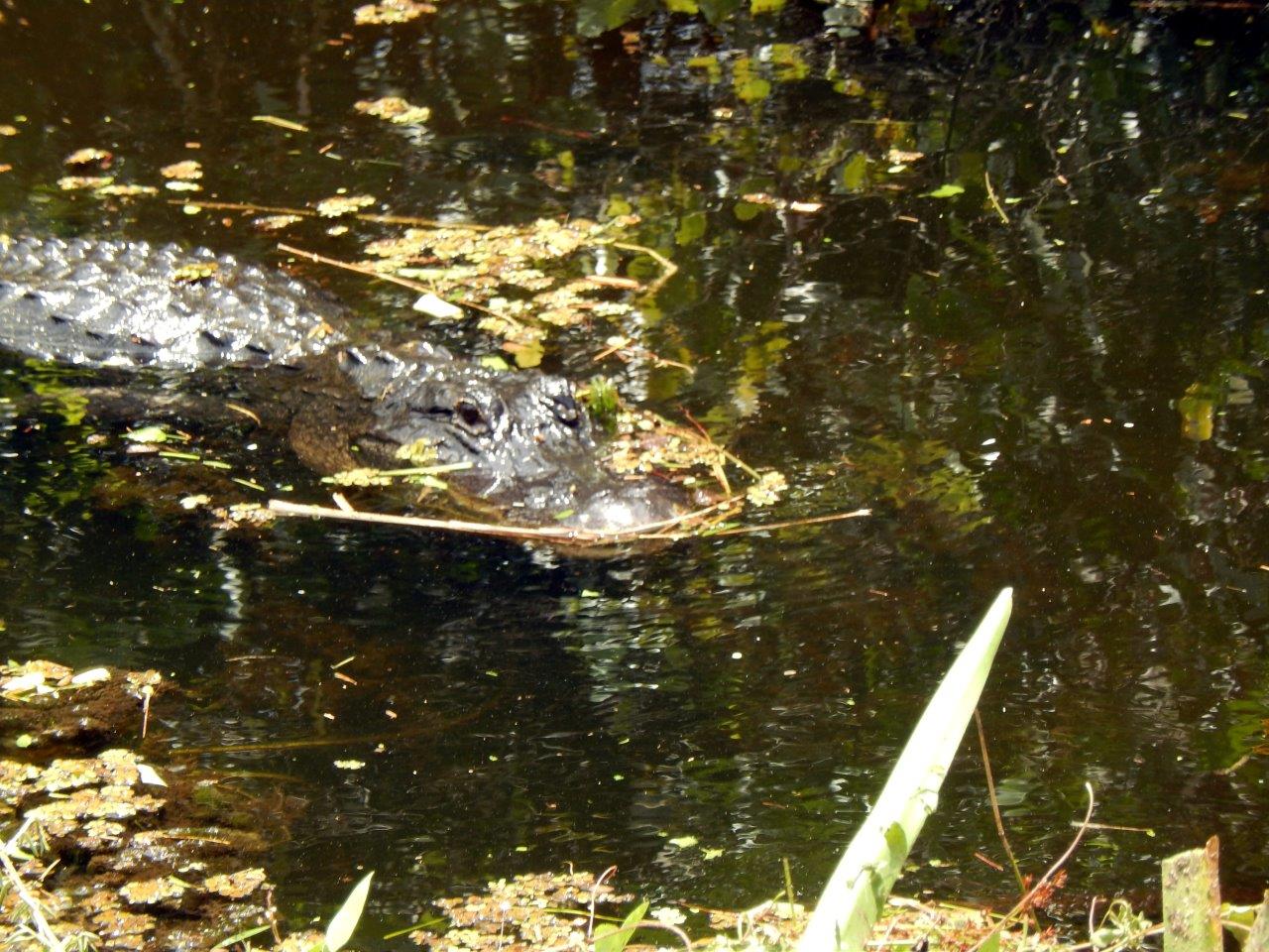 Everglades