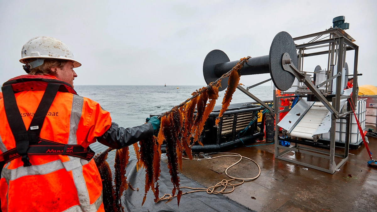 Seaweed harvesting