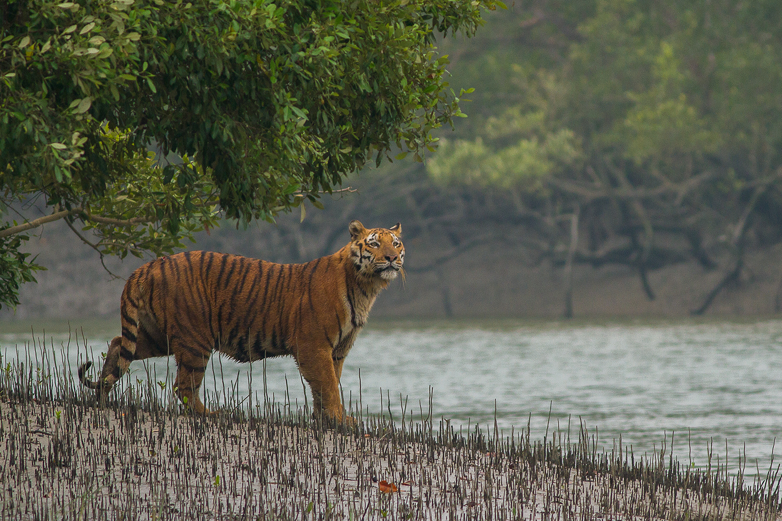 The Sundarbans