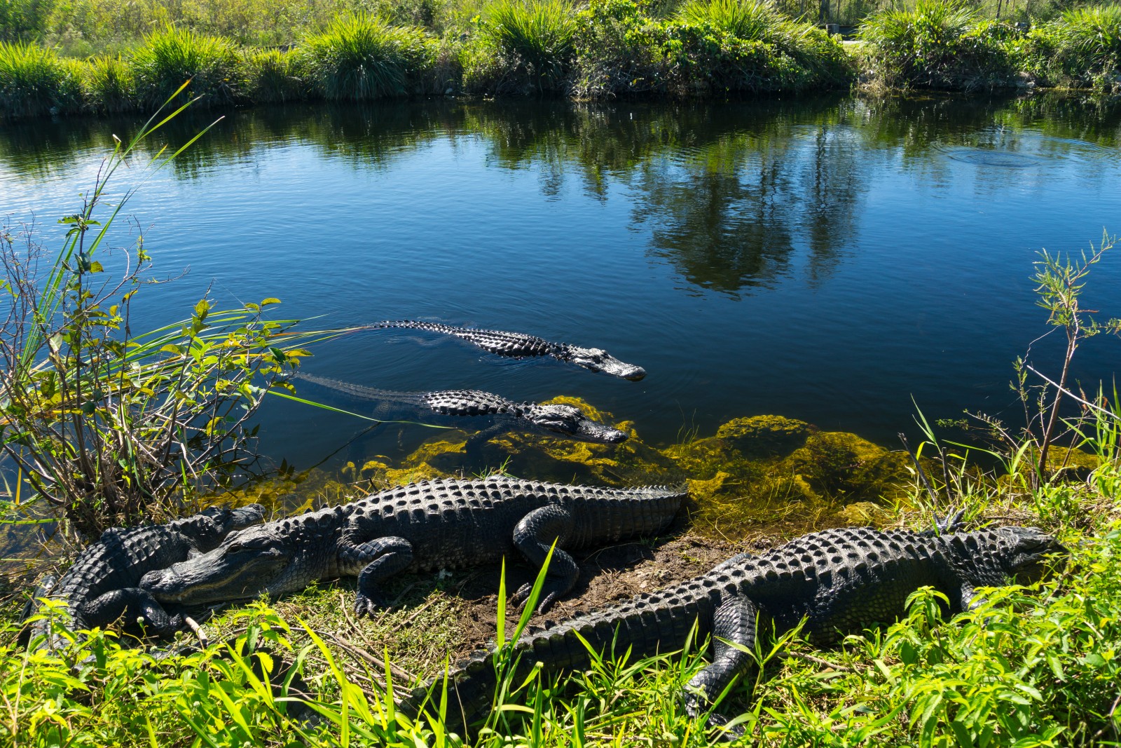 Everglades national park